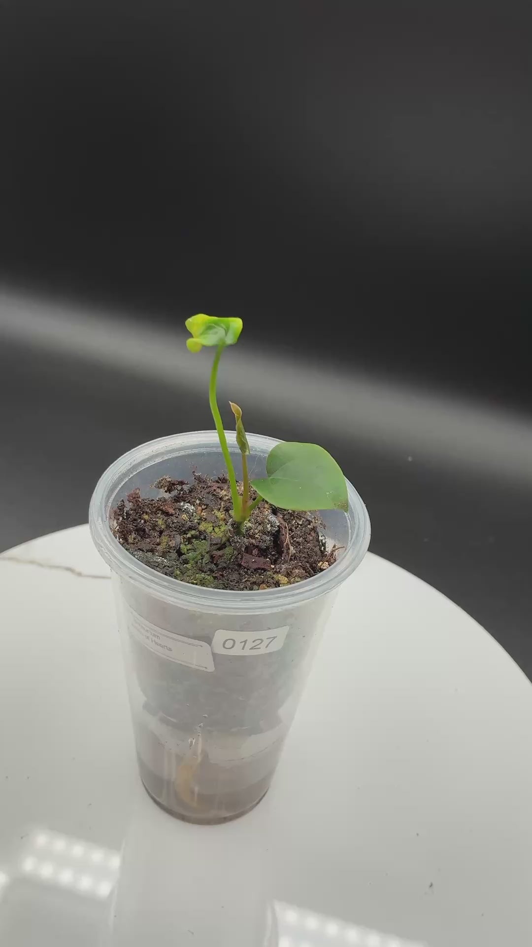 Anthurium Queen of Hearts #0127