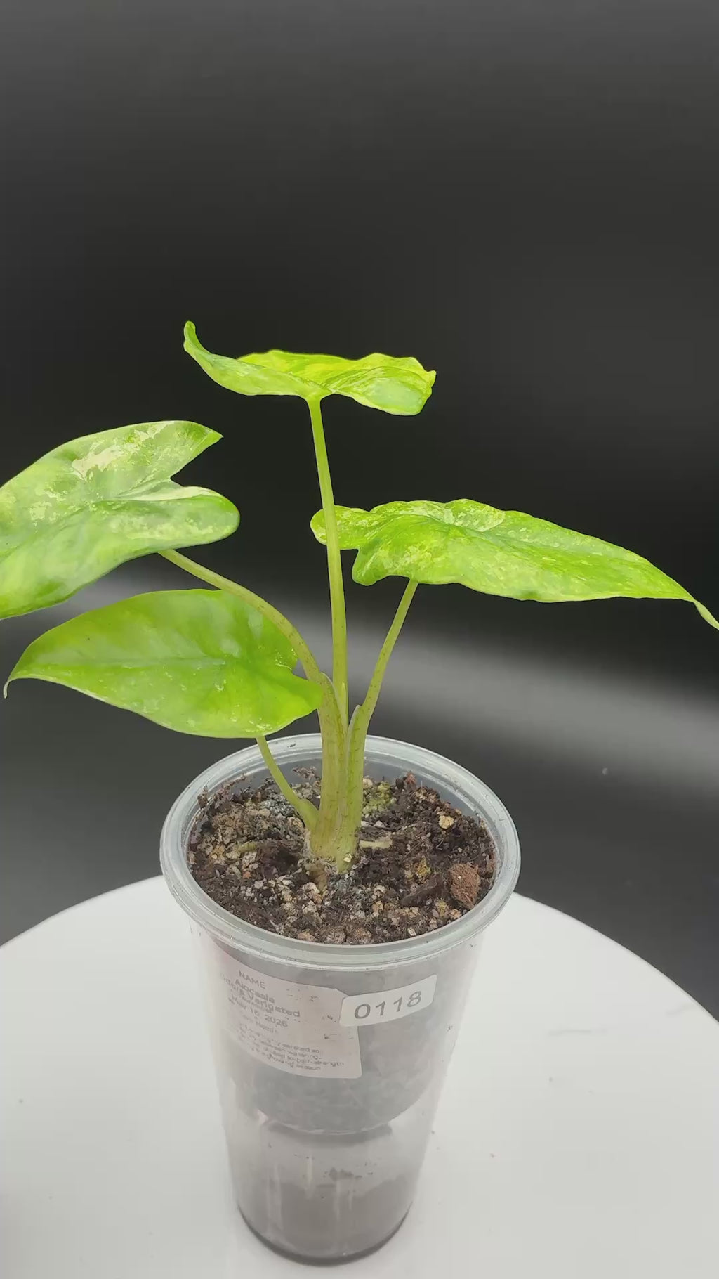 Alocasia Odora Variegated #0118