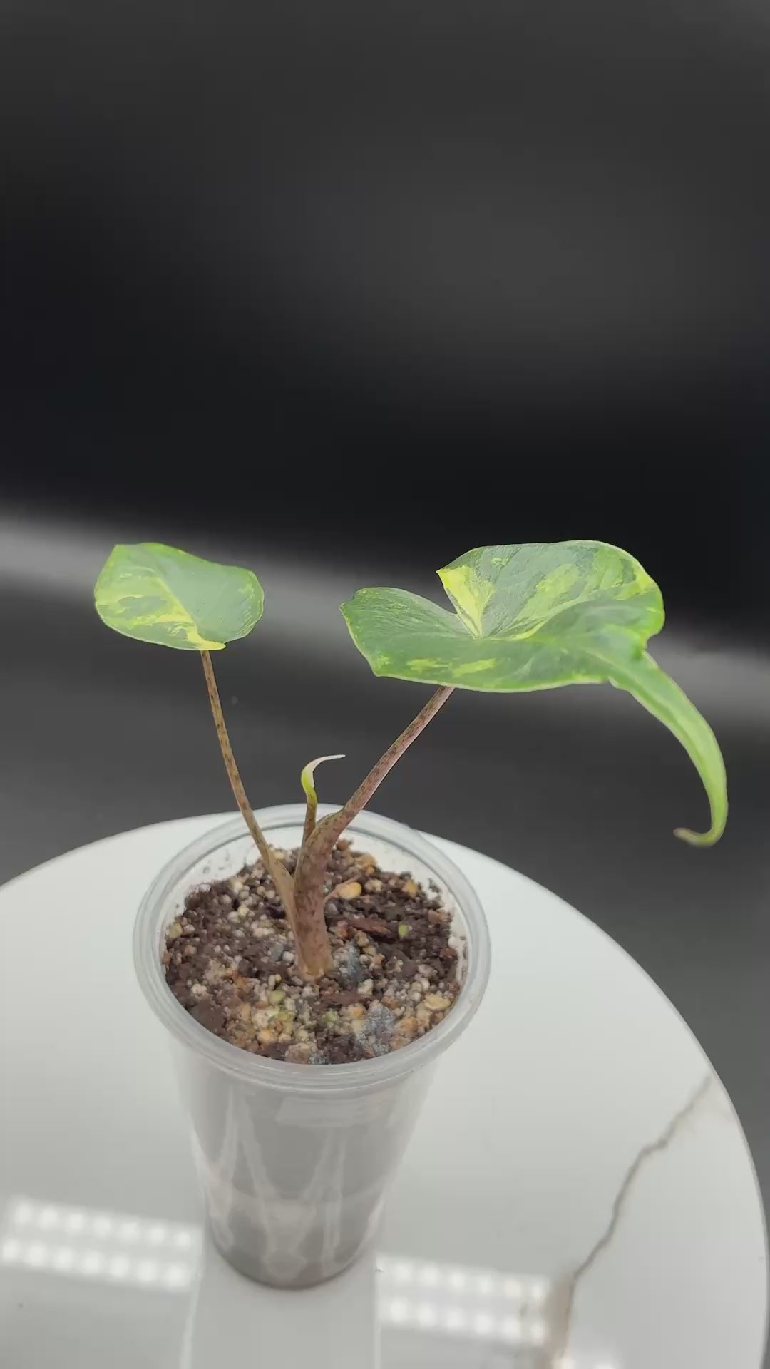 #0132 Alocasia Stingray Aurea