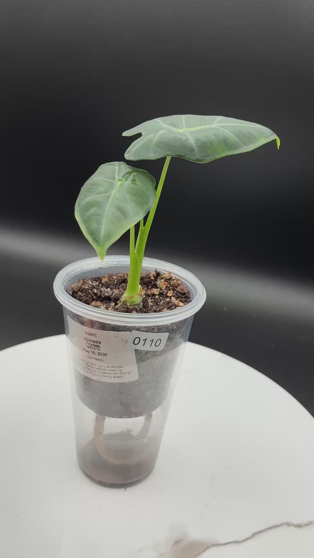Alocasia Frydek #0110