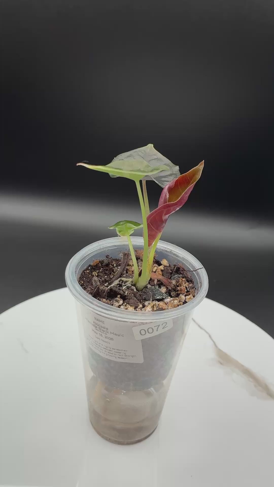 Alocasia Infernalis Black Magic #0072