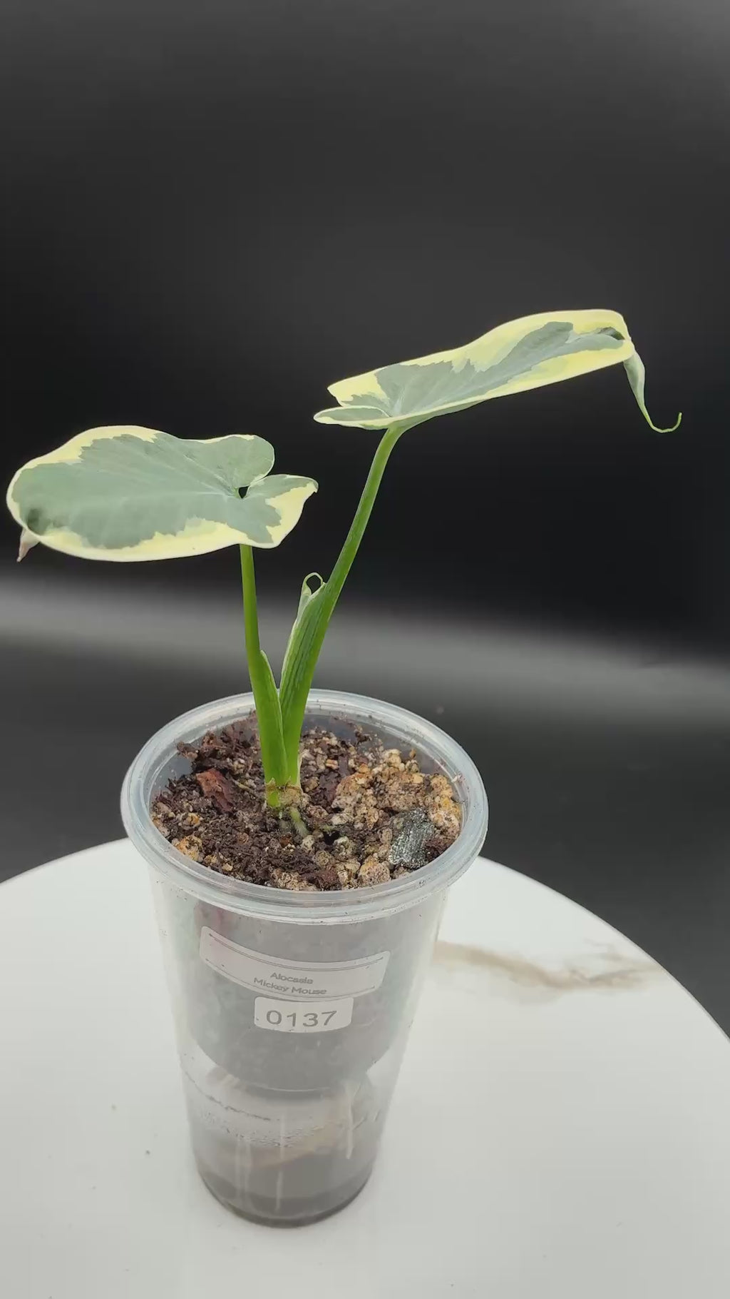Alocasia Mickey Mouse #0137