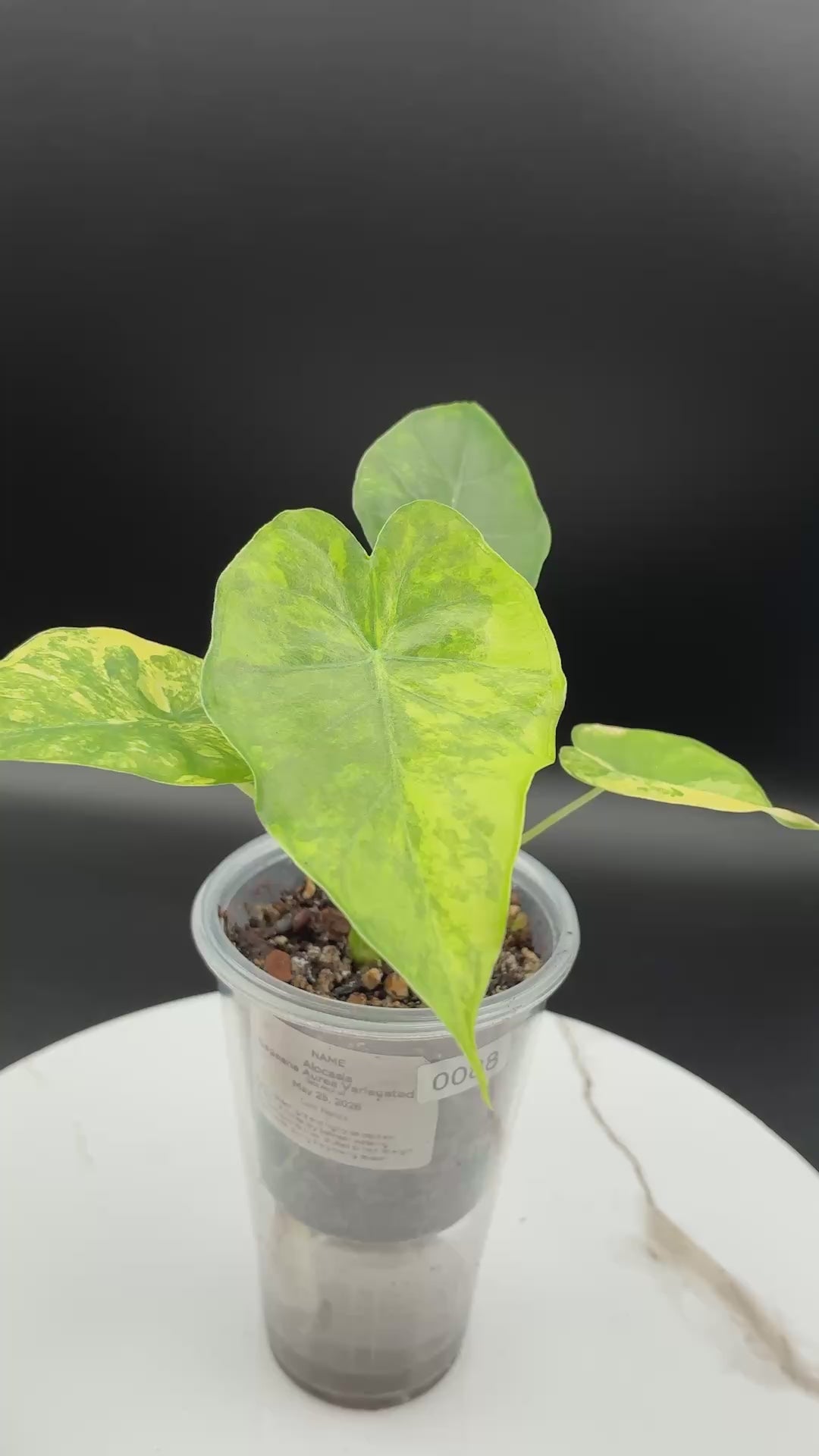 Alocasia Gageana Aurea Variegated #0088