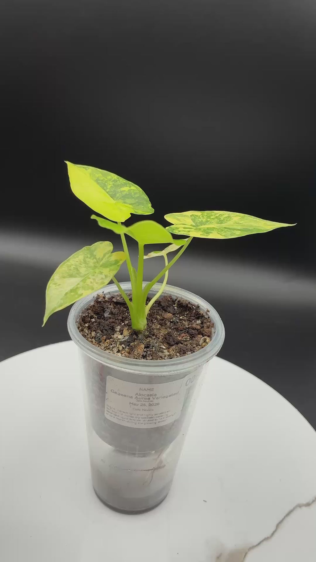 Alocasia Gageana Aurea Variegated #0090