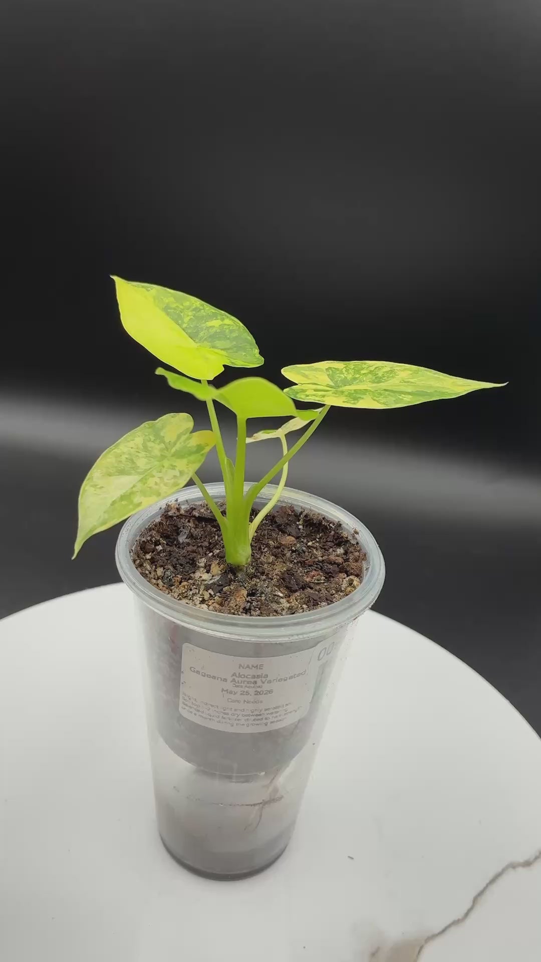Alocasia Gageana Aurea Variegated #0090