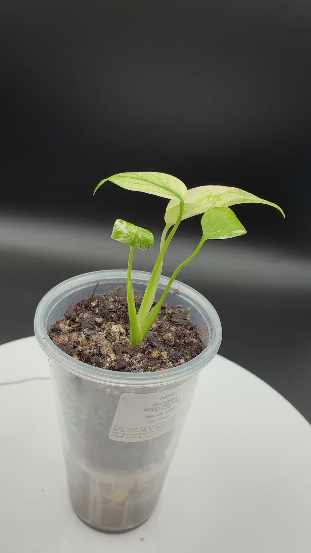Monstera White Monster #0085