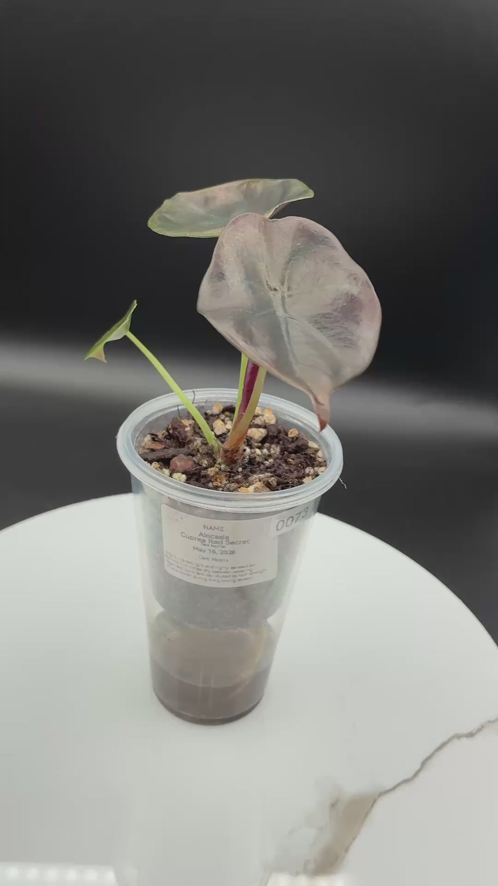 Alocasia Cuprea Red Secret #0073