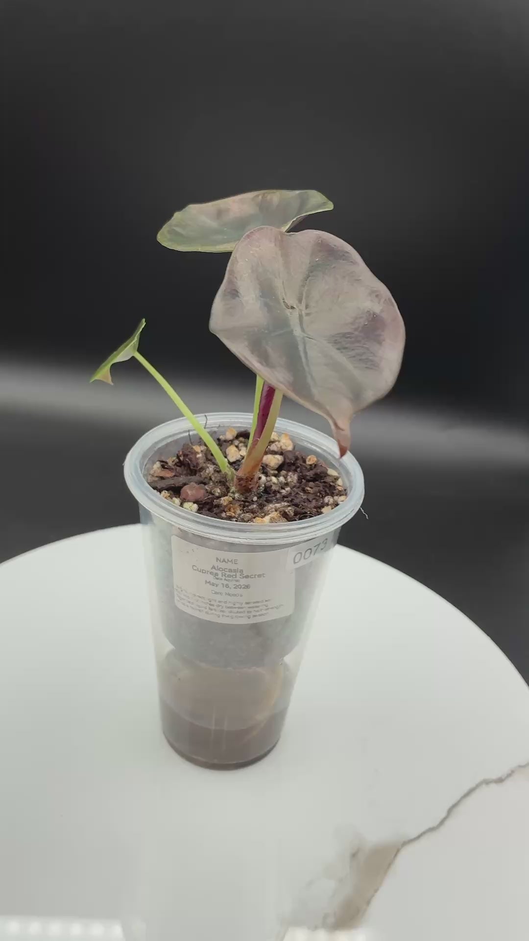 Alocasia Cuprea Red Secret #0073