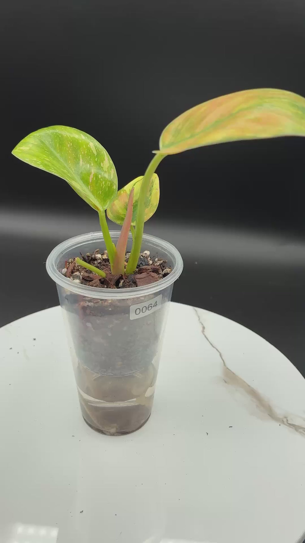 Philodendron Congo Nuclear #0064