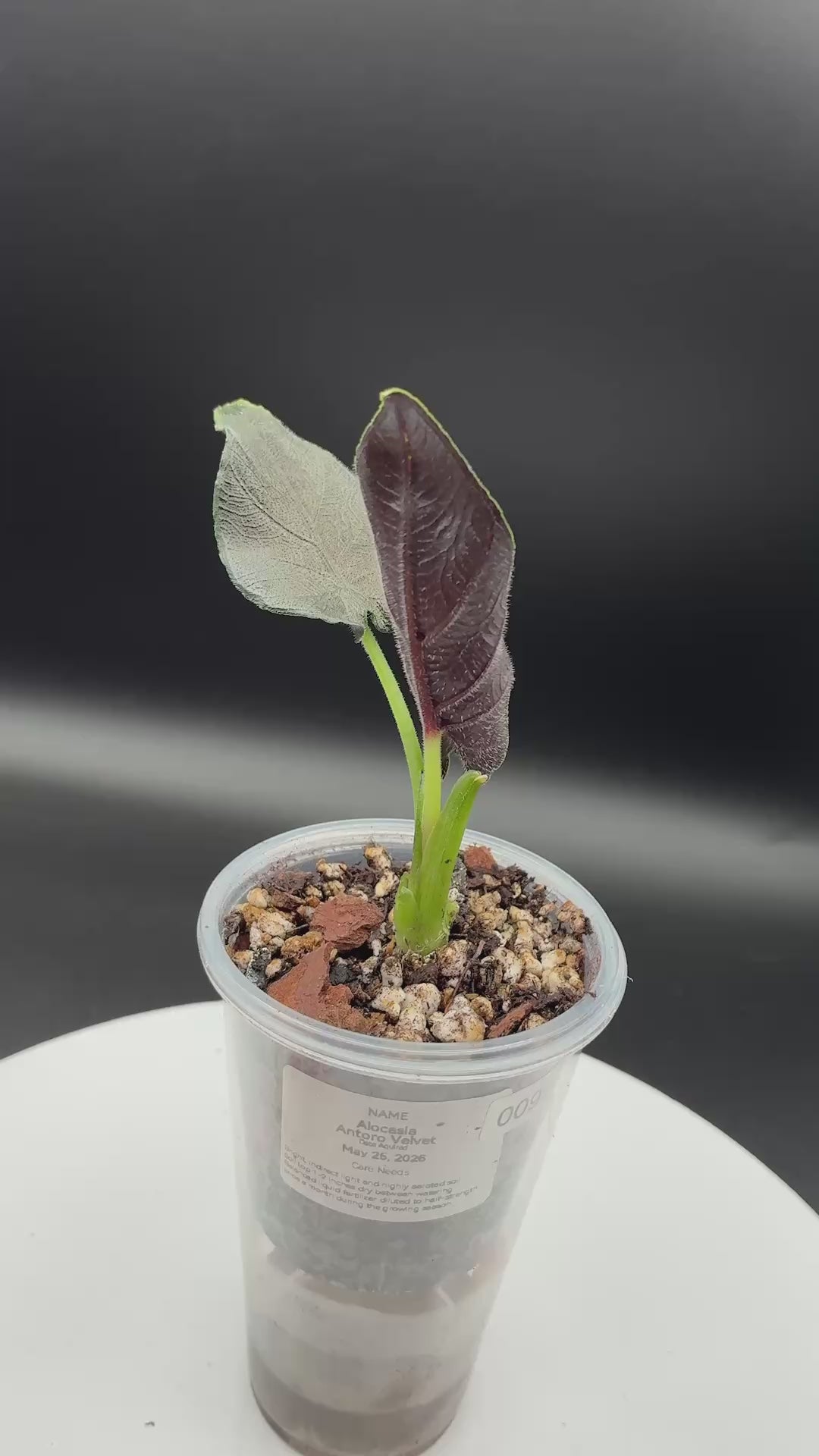 Alocasia Antoro Velvet #0099