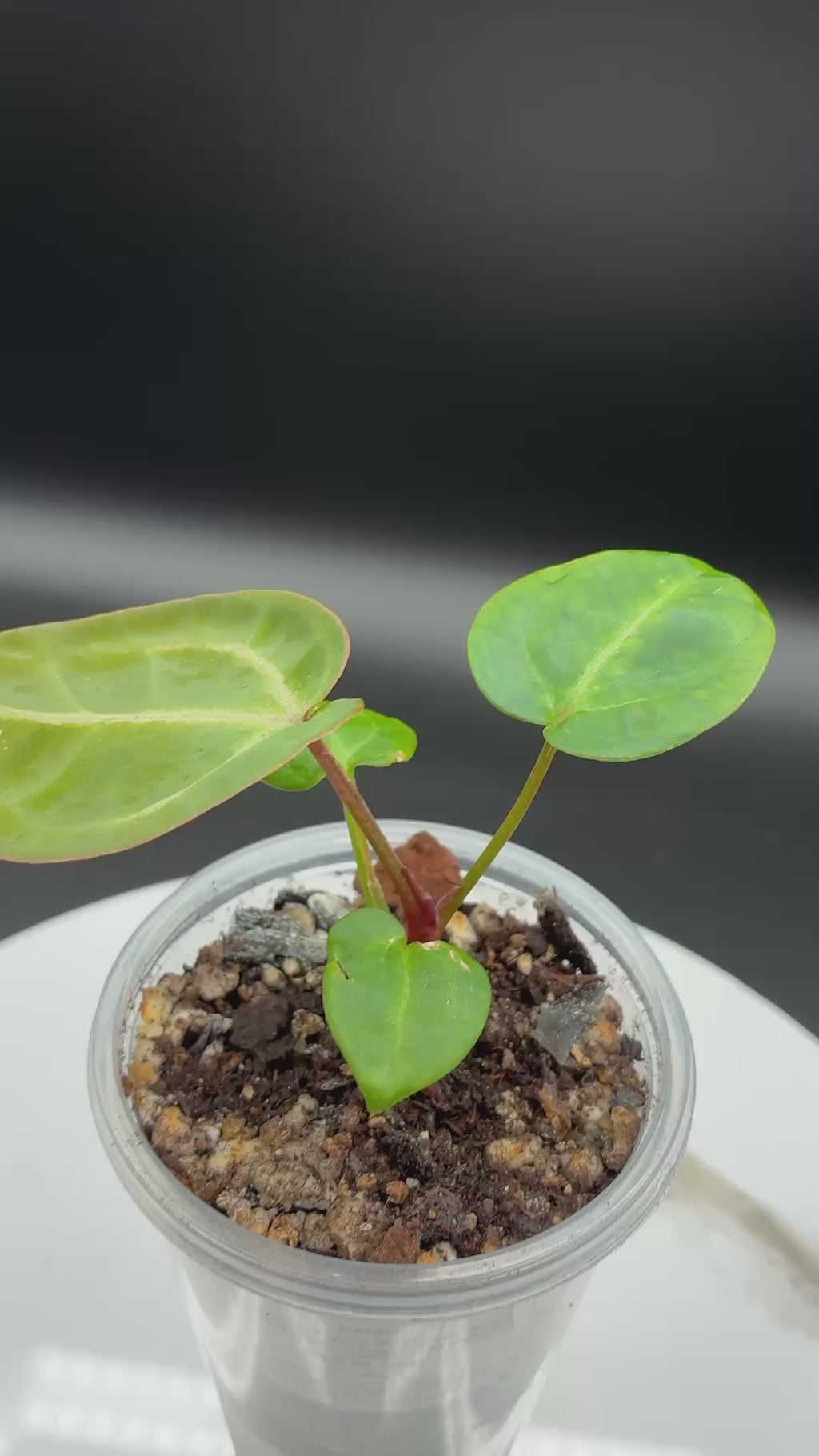 Anthurium Tezula Red Crystallinum (X SKG Silver X Red Crystallinum) #0131