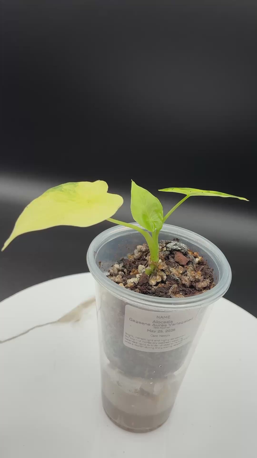 Alocasia Gageana Aurea Variegated #0100