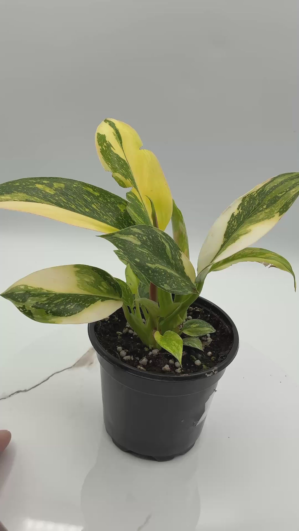 Philodendron Congo Nuclear