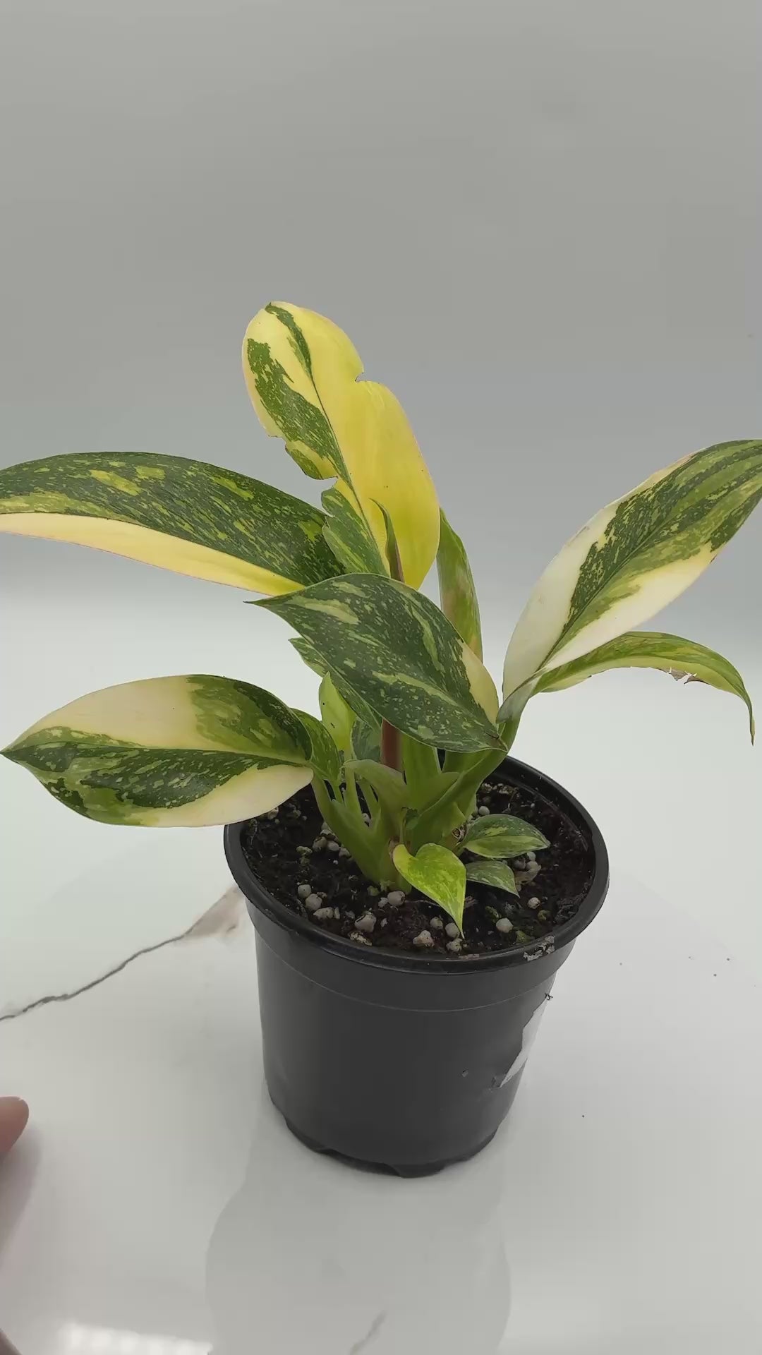 Philodendron Congo Nuclear